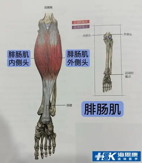 的想法: 【小腿三头肌——腓肠肌与比目鱼肌】 | ·腓肠肌内侧头