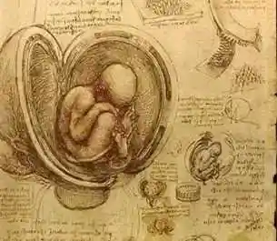 达芬奇的人体解剖研究,在蜷缩在子宫中的婴儿下方,他画了一颗种子.