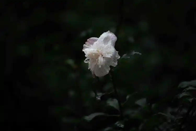 其它 笑看木槿舞秋风 写美篇秋风亲吻着飘零的落叶,却也洒满了一地的