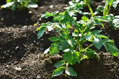 生长在土壤上的幼马铃薯植株.在花园里的马铃薯灌木.