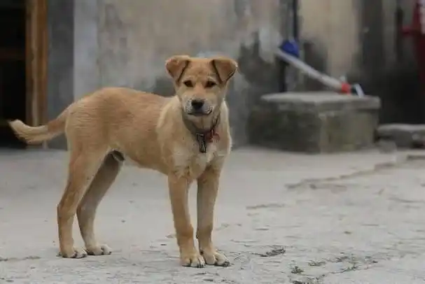 农村俗语"老狗不死家"有道理吗,土狗临死前为何要离家出走?