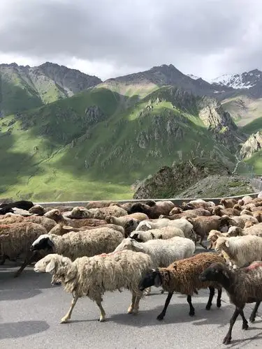 在,新疆(2) - 草原