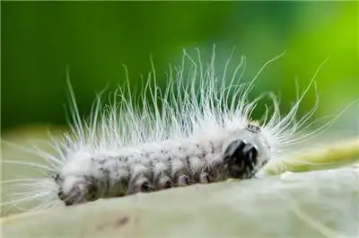 白色毛毛虫微距图片