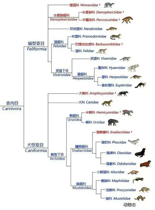 家犬当然是犬亚科.犬亚科内部分成狐族(狐狸和貉)和犬族.