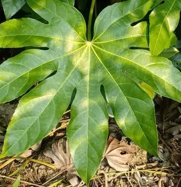 八角叶全国批发八角叶,质量有保证