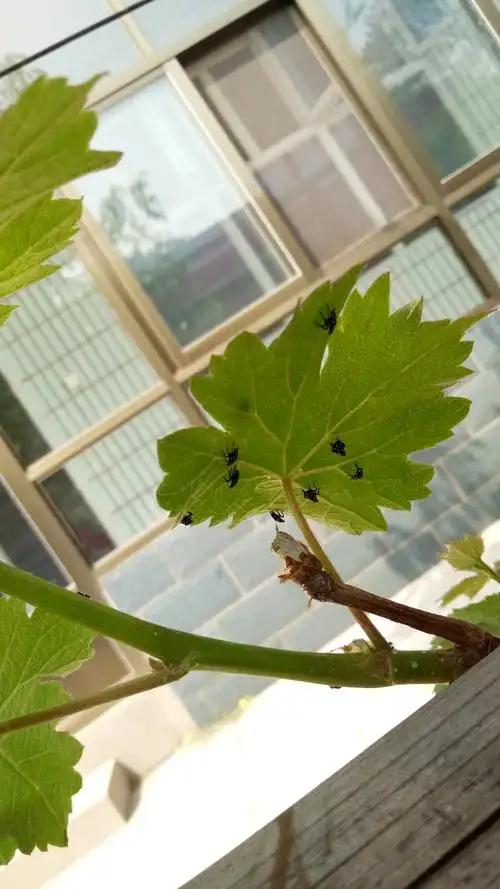葡萄树叶子上长虫了,这个是什么虫?怎么治疗啊?