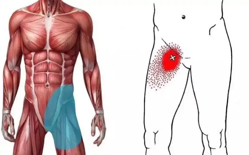 如何深度打开腹股沟和大腿前侧