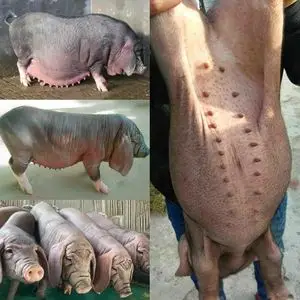 小全国母猪新款小大白二元一代高产太湖怀孕大猪苏太黑猪活体纯种