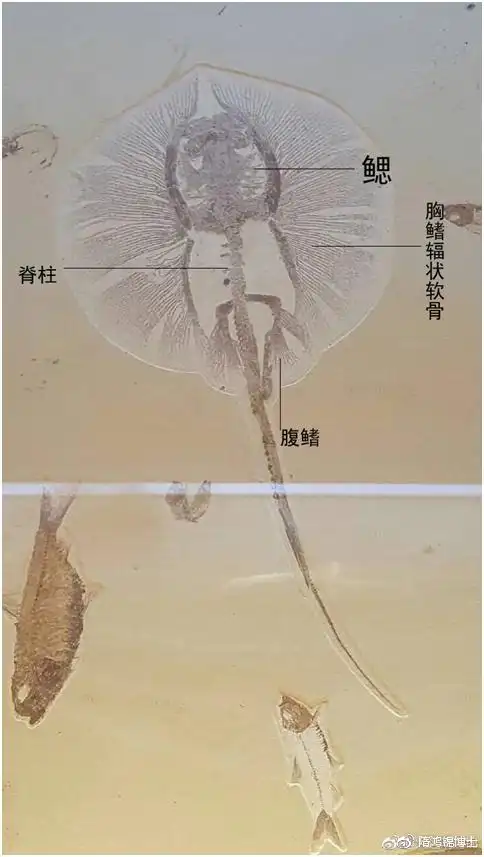 鳐在分类学上属于软骨鱼,全身的骨骼都是软骨,最早出现于两亿年前.