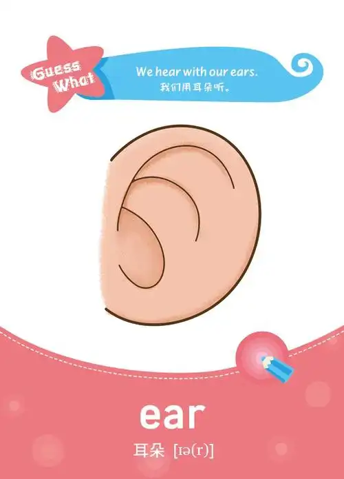 身体部位篇——1,ear