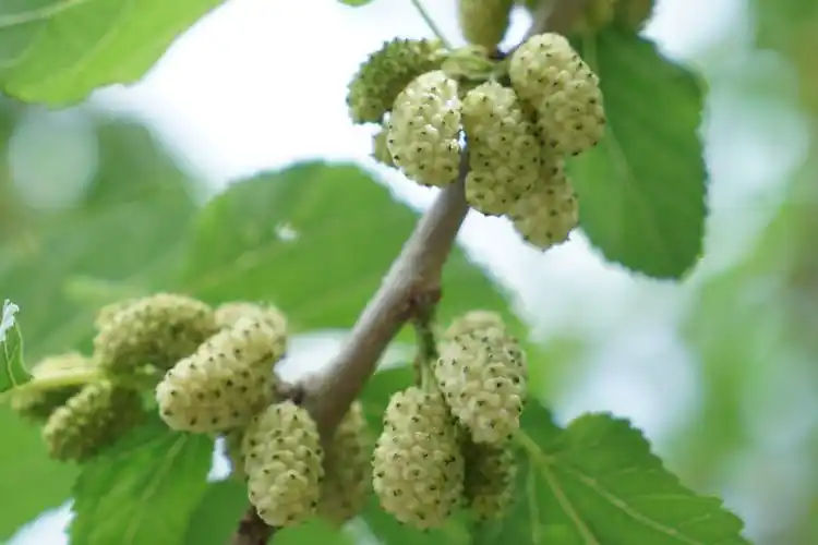 六一带孩子到大兴摘比樱桃还大的桑葚