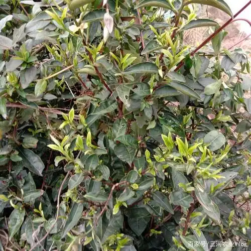 我也不知道这是什么品种的茶叶,家乡称之为"矮子茶"