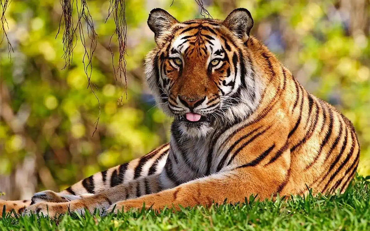 中国国宝华南虎桌面壁纸图片下载