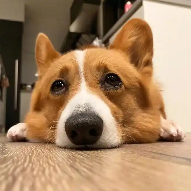 被这样的小可爱翻白眼,也是件很幸福的事呢!