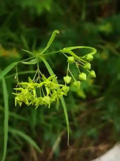 神奇的中草药:徐长卿