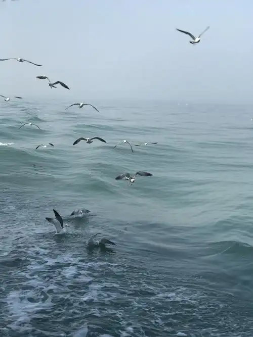 海欧自由飞翔在蓝色的大海之中.