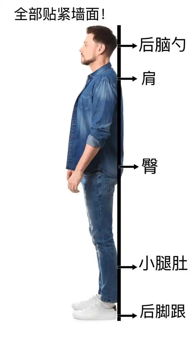 下巴微收,目视前方收紧腹部核心,臀部,大腿内侧肌肉 饭后靠墙