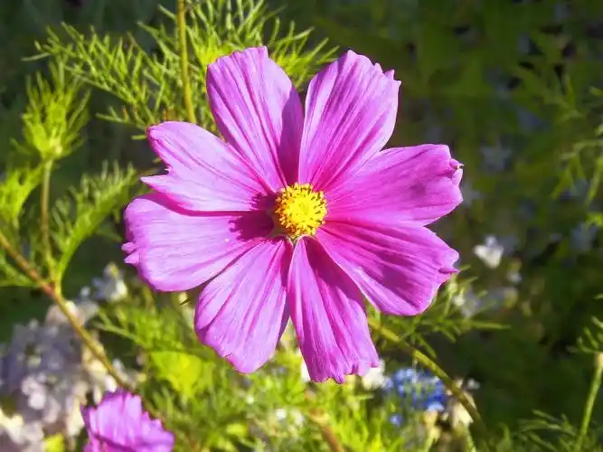 粉色波斯菊图片第7张