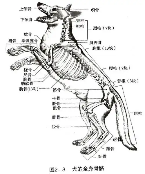zuzu对《犬解剖生理学》的笔记(2)
