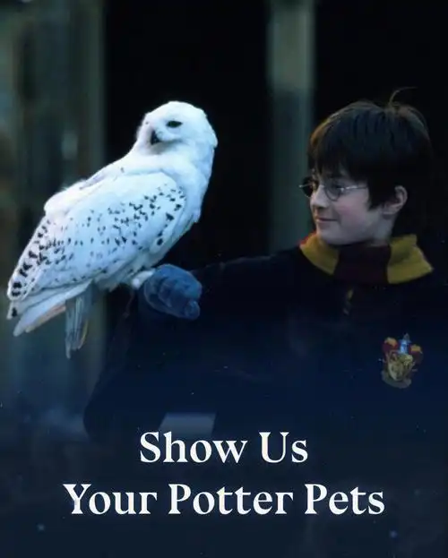 not pets哈利波特海德薇#哈利波特p3-4是ins一个会做猫头鹰的博主发的