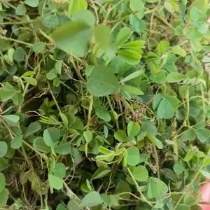 三点金正宗三点青野外 新鲜三脚虎500g中草药现采 三叶莲人字草