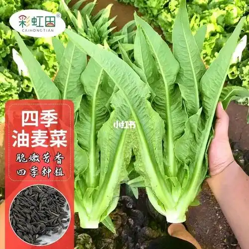 油麦菜跟莴笋叶究竟有啥区别