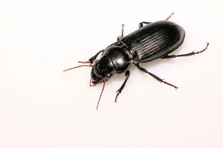 黑色条纹长角牛甲虫图片