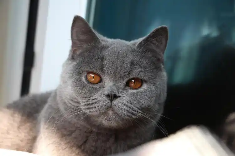 棕色眼睛的英短蓝猫爱吃爱喝爱拉shi