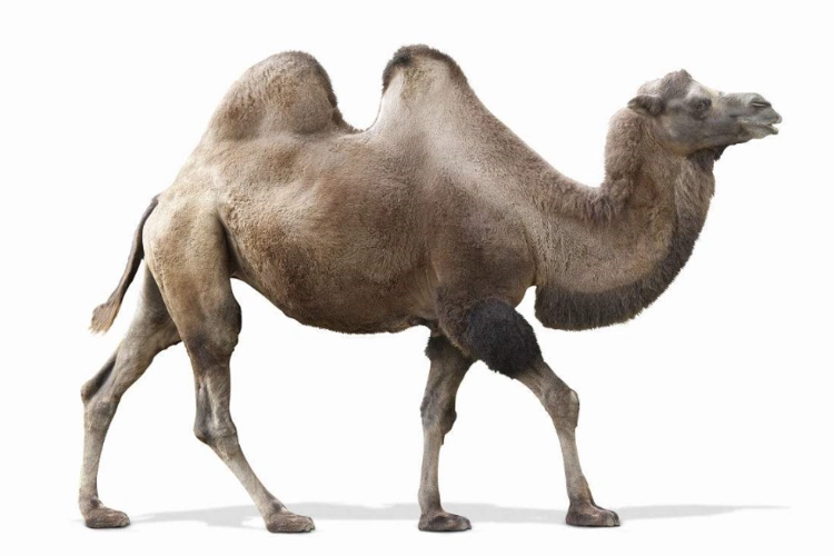 随园雅集第一百七十九集|定风波 四足动物