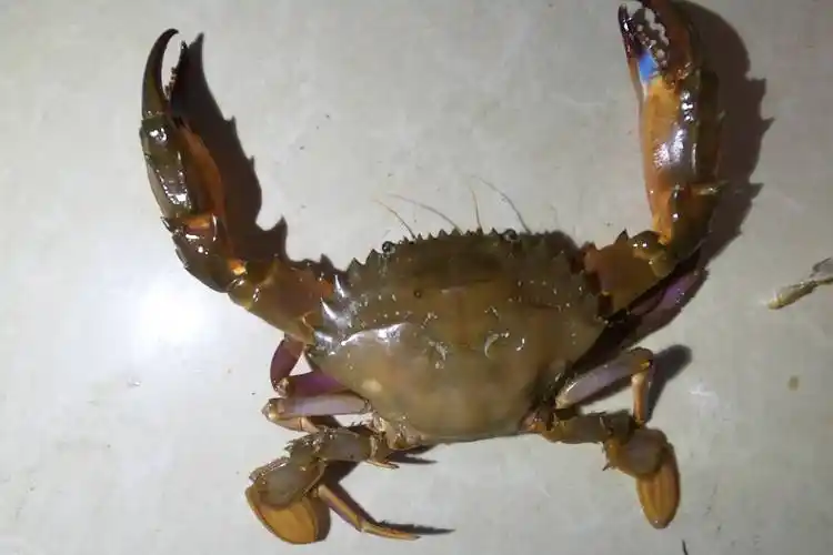 大海退潮后,海边的螃蟹疯狂的往外爬,一不留神就爆桶