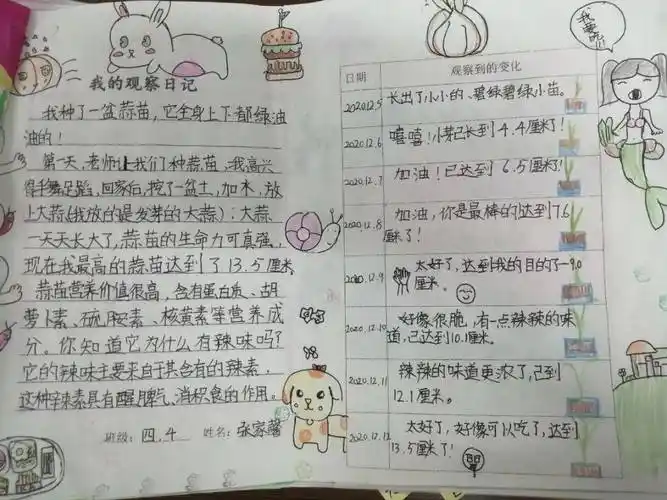 观察日记居家种植蒜苗本次主题探究活动分低中高三个年级段分别开展.