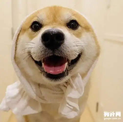 看见阿柴的微笑是不是一天的烦恼都没有了呢?_柴犬图片_狗扑柴犬网