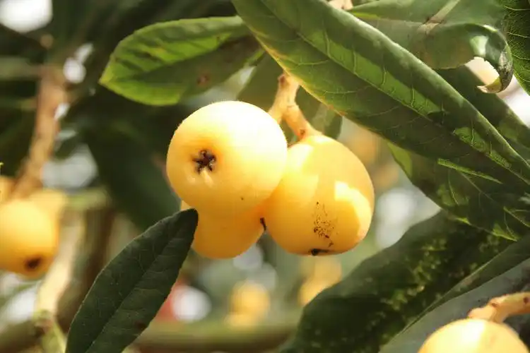 宁海白枇杷-智农361-地理标志·品牌名特优农产品展示交易平台