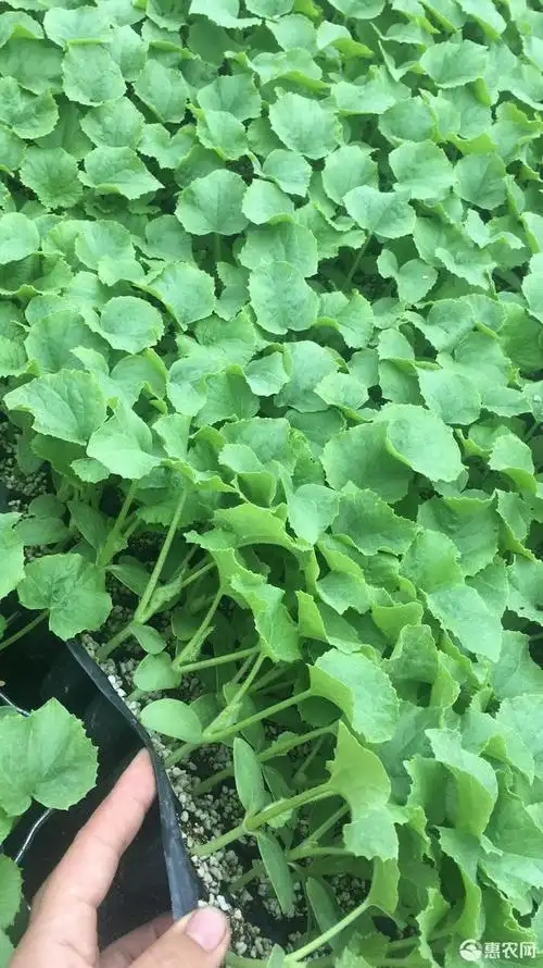 西州蜜25号甜瓜苗 口感脆甜!不易裂果!糖分19以上.每亩1400/1800左右