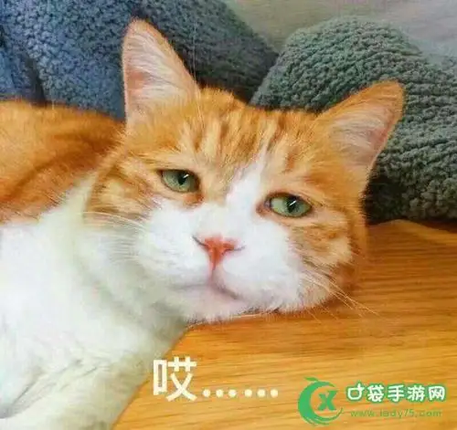 抖音三只猫点头表情包动图