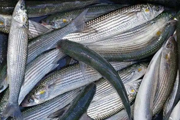 2022梭鱼价格多少钱一斤?