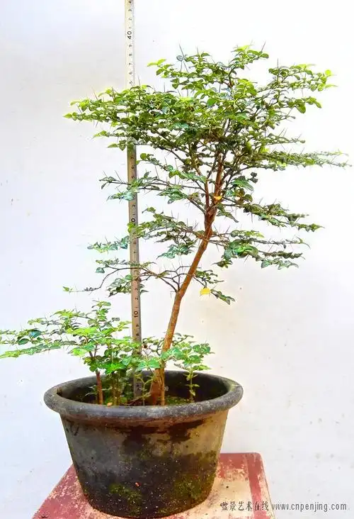 盆景艺术在线-多盆黄山小叶虎刺 - powered by discuz!