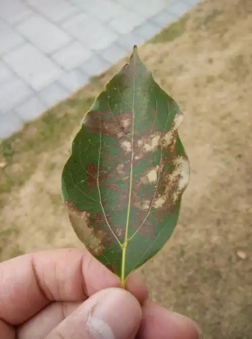 这香樟啥病?咋治?