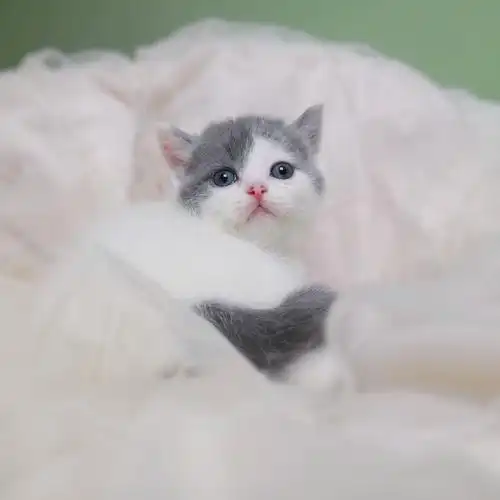 瑶瑶名猫英短蓝白纯种英国短毛dd净梵已售猫咪