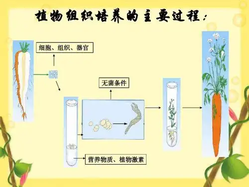 植物组织培养的主要过程: 细胞,组织,器官 无菌条件 营养物质,植物