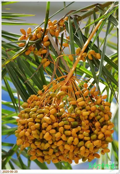 三龙大道的"银海枣"熟了! - 美篇