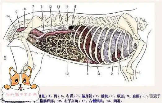狗狗的身体解剖结构图带你深层次的认识狗狗