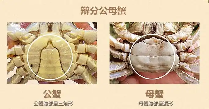 怎样分辨公母河蟹呢?