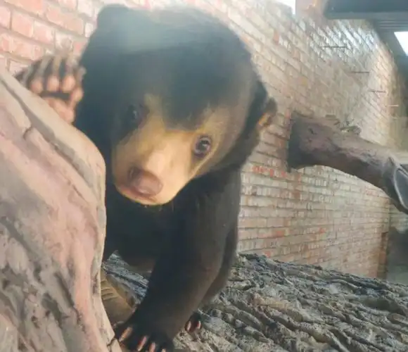 12年四川护林员救下马来熊,同吃同住6年如亲人,马来熊常陪其巡逻