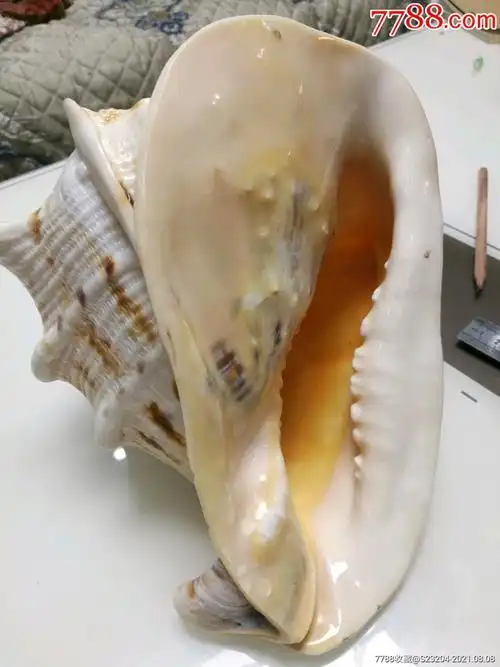 世界四大名螺超大型唐冠螺23厘米*19厘米*21厘米_天然海螺_第6张_7788