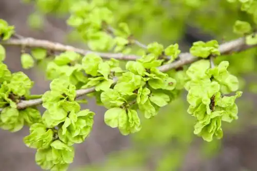 树枝上的榆钱叶 榆钱