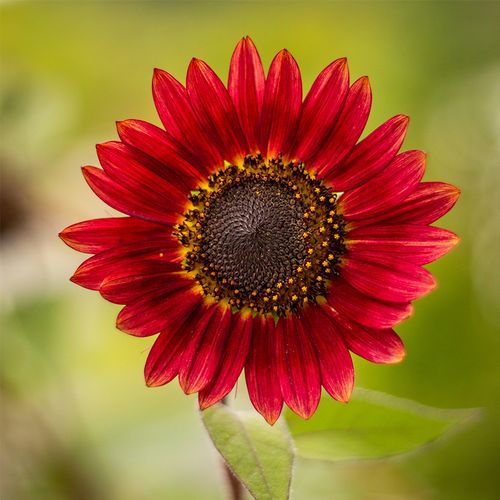 鸿运向日葵种子红色葵花籽矮生切花文森特泰迪熊观赏家庭园艺种子
