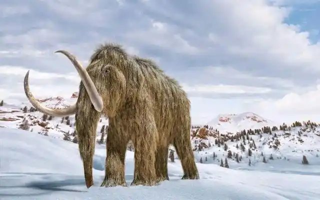 长毛象科普,已灭绝的物种