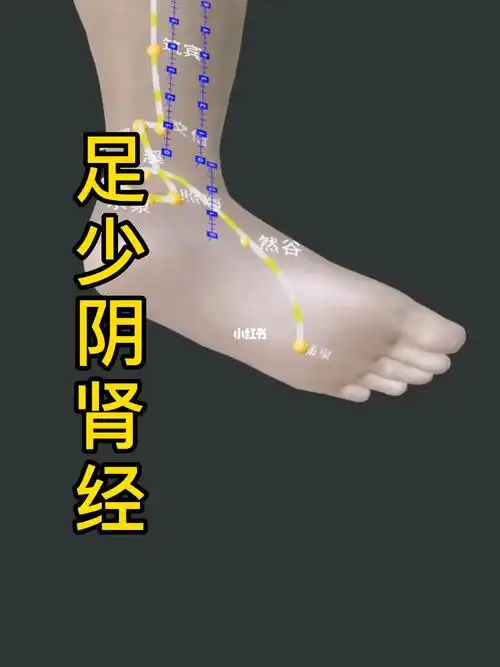 足少阴肾经