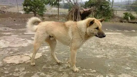 黄毛黑嘴金不换的秋灵诚黄犬,现已濒临灭绝,纯种的已十分罕见